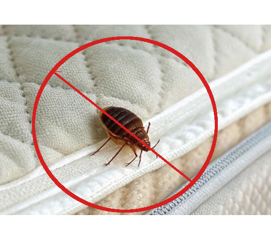 Bed bug control treatment for homes