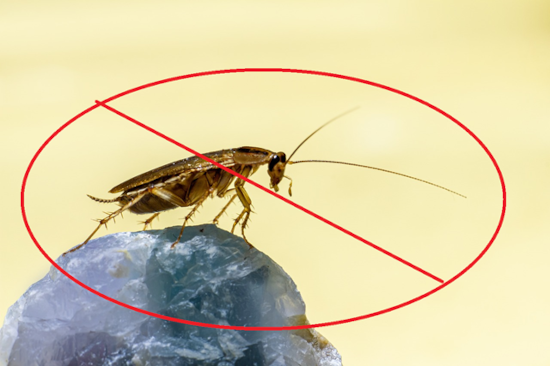 Insect control services including cockroach treatment