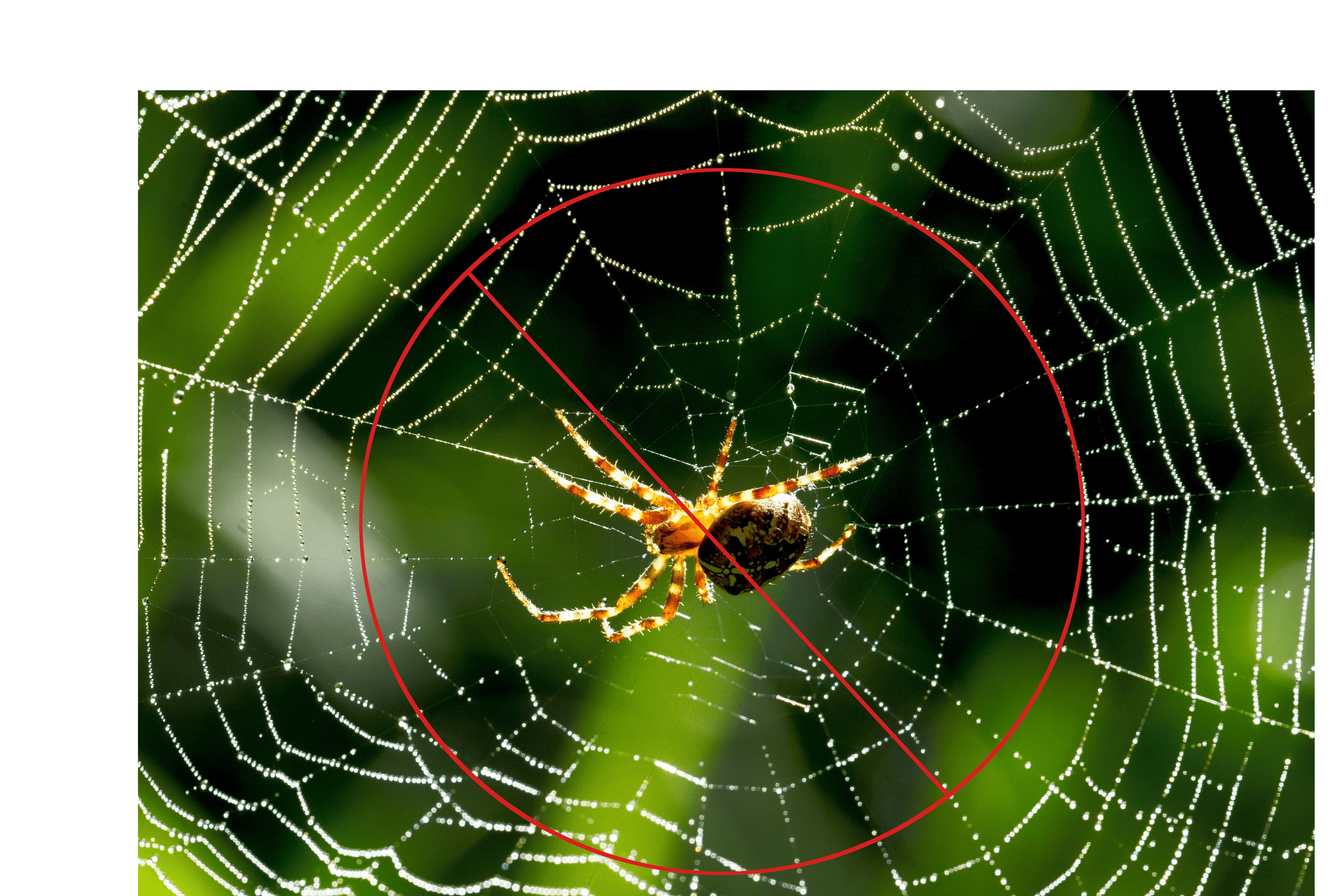 Spider control services
