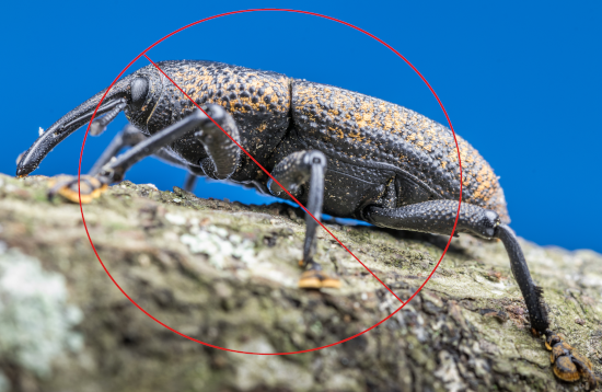 Wood borer control treatment for furniture